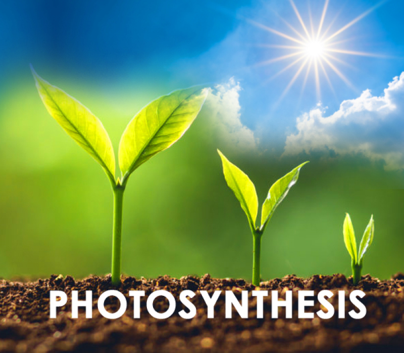 what-is-photosynthesis