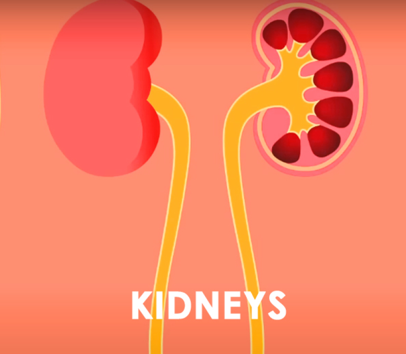 the-kidneys